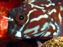 This small blenny (about 4cm) sat very patiently as the c... by Alex Tattersall 